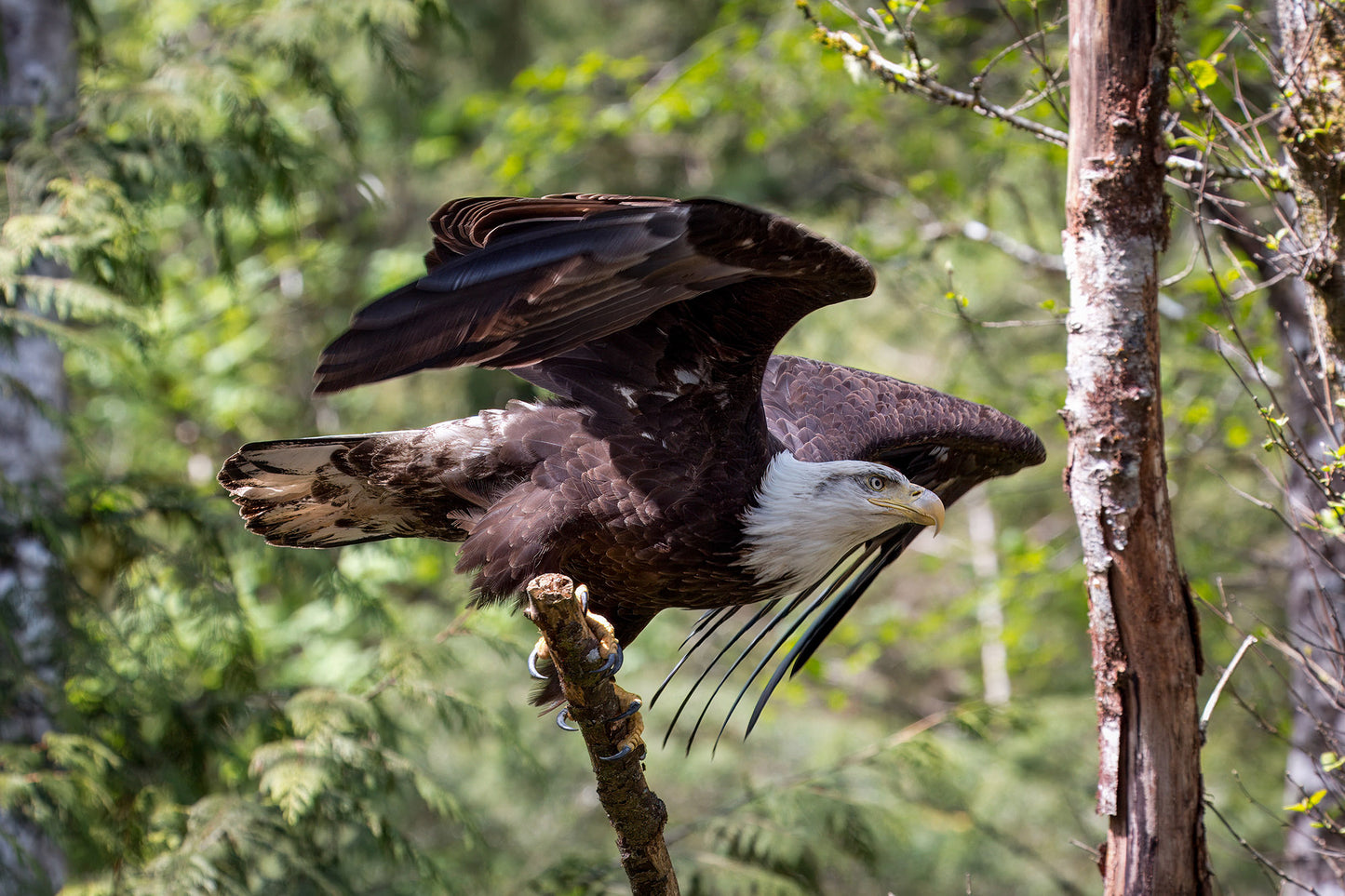 Tara Terpening Bald_Eagle_Takeoff