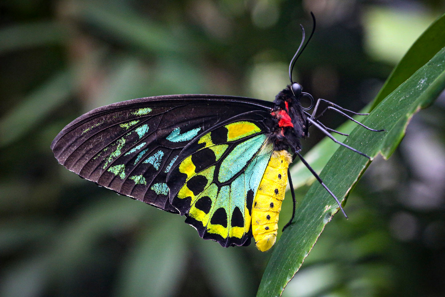 Tara Terpening Birdwing_Butterfly