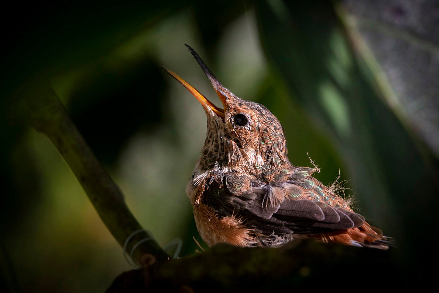Tara Terpening Hummingbird_Fledgling
