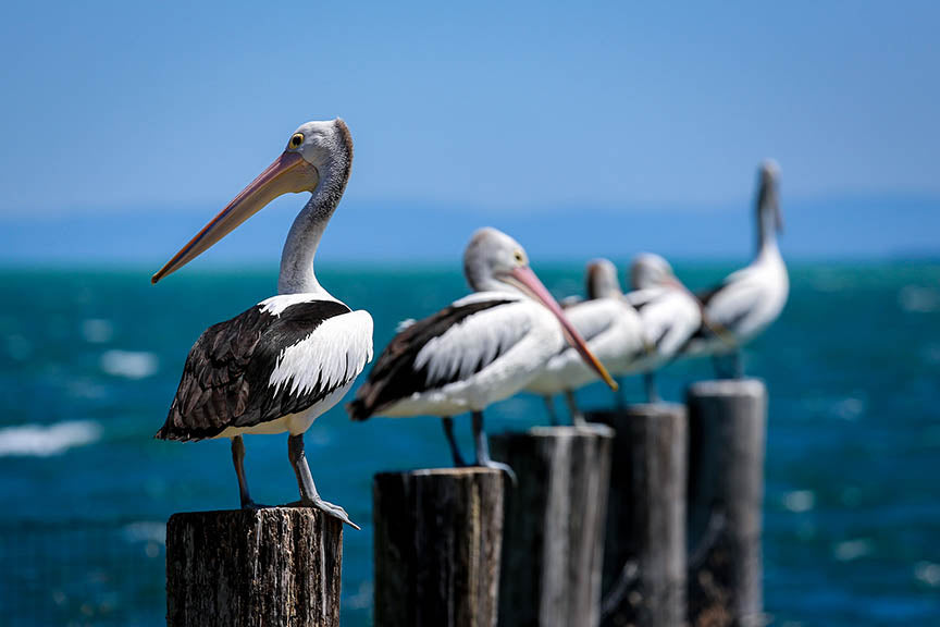 Tara Terpening-Pelican_Row photo on metal