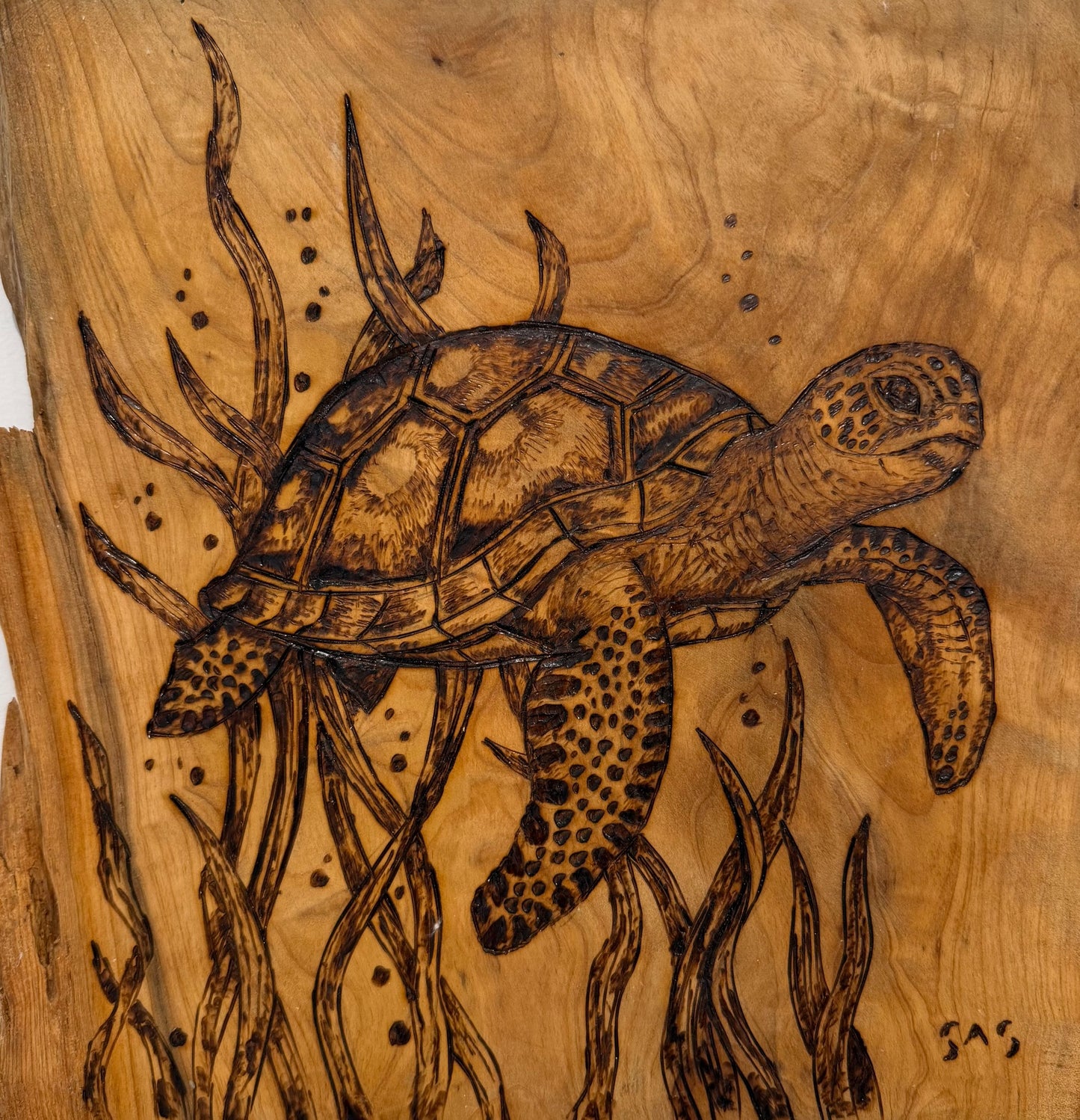 Corrine Sheldrake THE BIG BLUE Nature and coastal life beautifully burned into wood. 12x12 Inches.