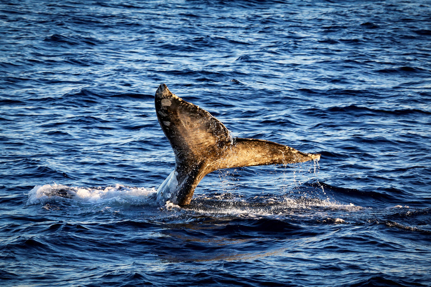 Tara Terpening Gray_Whale_Golden_Tail