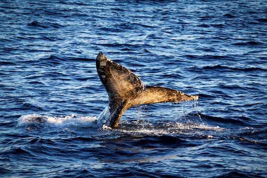 Tara Terpening Gray_Whale_Golden_Tail