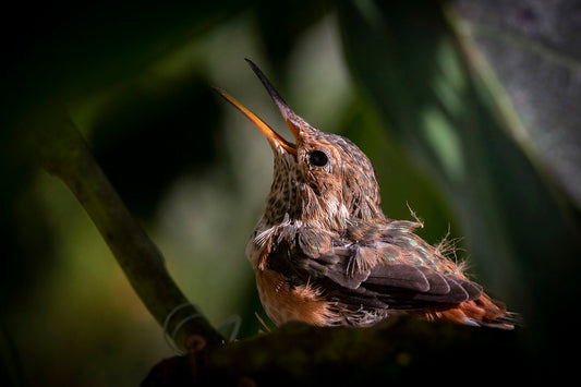 Tara Terpening Hummingbird_Fledgling