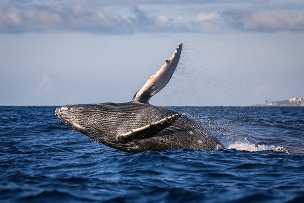 Tara Terpening Majestic_Breach