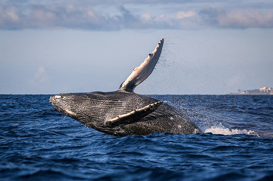 Tara Terpening Majestic_Breach