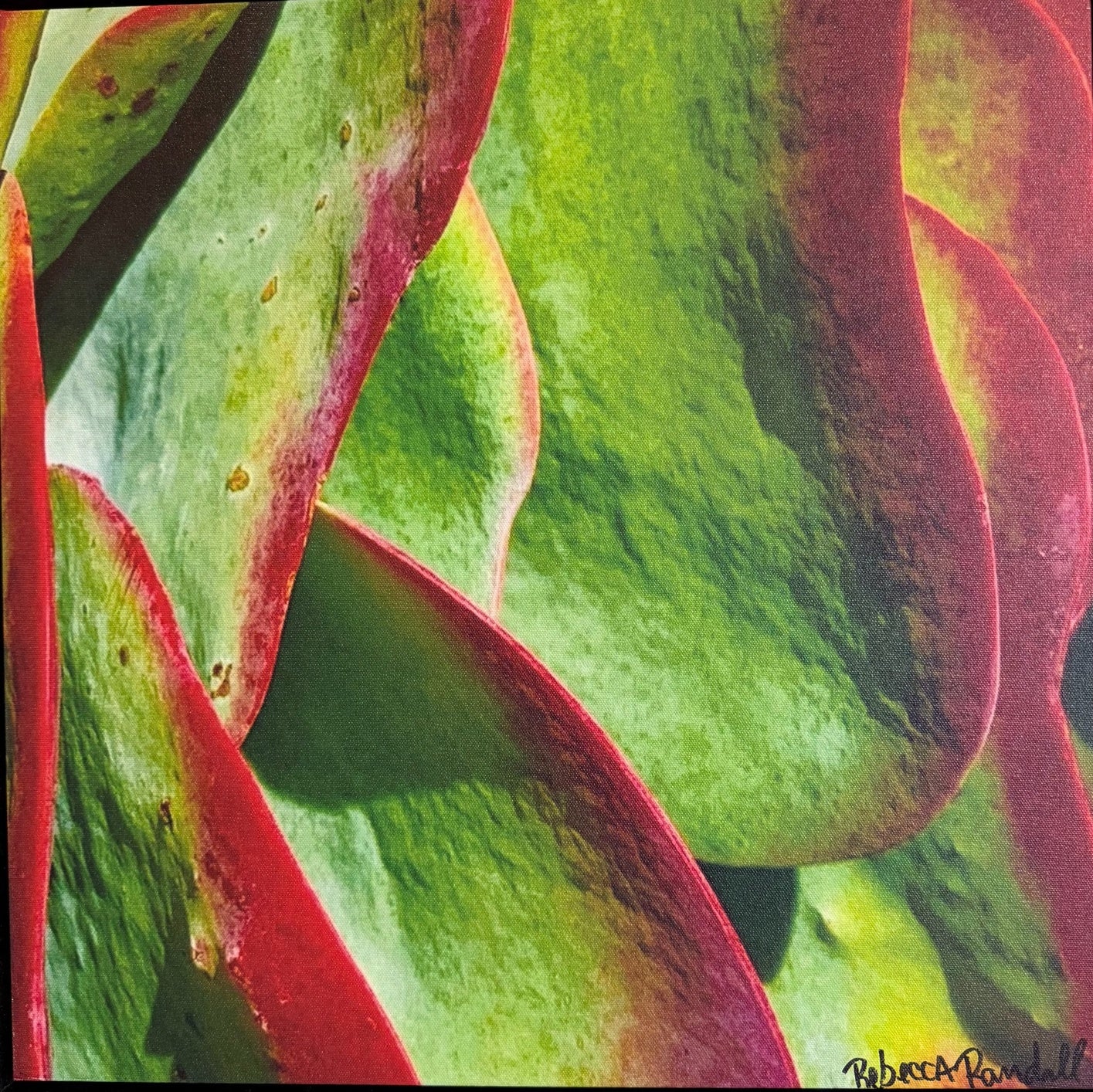Rebecca  Randall SUCCULENT Photography 20X20 Inches.