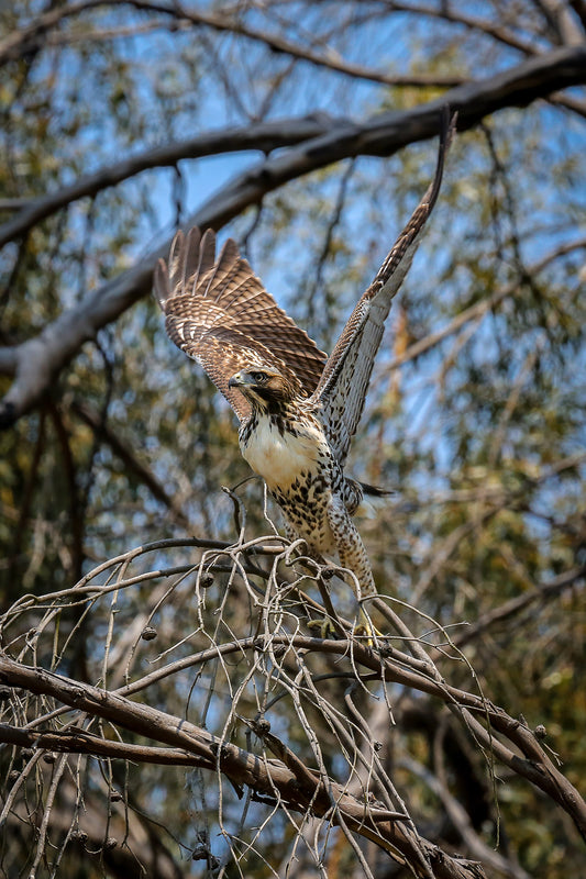 Tara Terpening Red-tailed_Hawk_Takeoff (Copy)