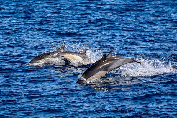 Taraa Terpening Playful_Pod