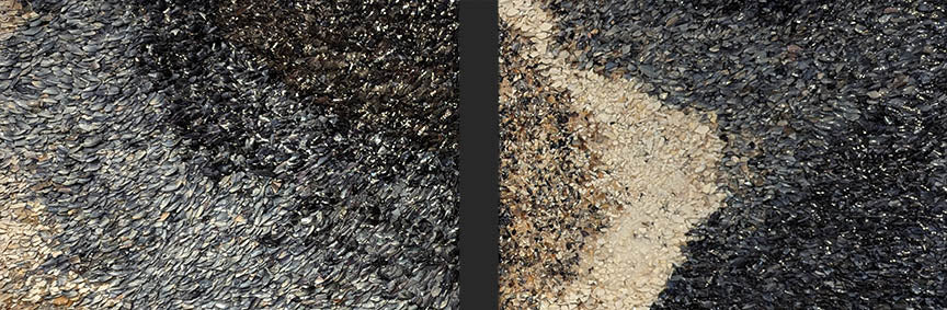 Victoria Foley ANGELS OF THE OCEAN Mussel Shells 24X16 Inches.