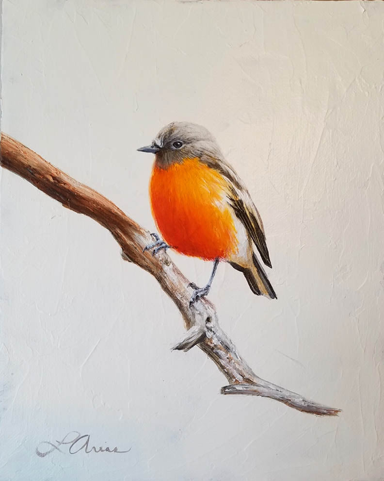 Lori Arias Flame Robin on White,